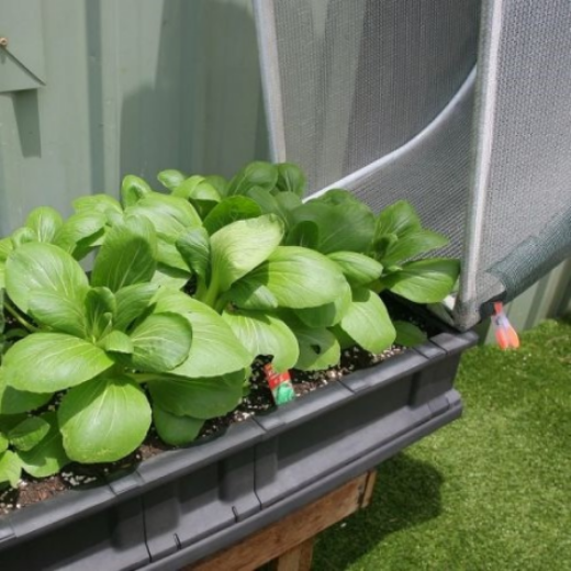 Picture of Small Vegepod with Cover and Stand 0.5m x 1m